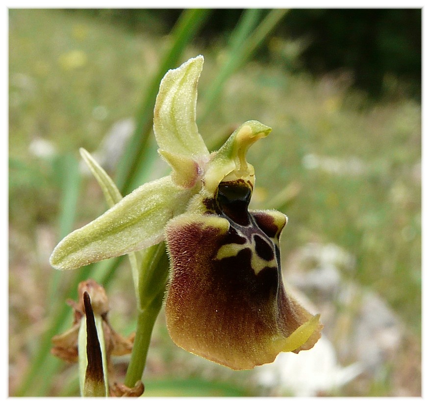 Ibrido: Ophrys fuciflora x O. lacaitae